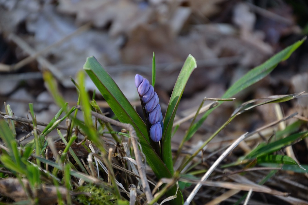 geofita? s, Scilla bifolia